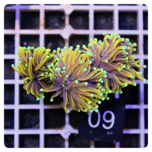 Euphyllia glabrescens