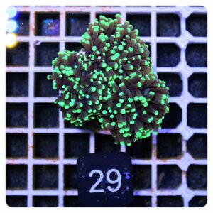 Euphyllia glabrescens