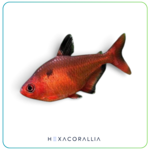 hyphessobrycon callistus
