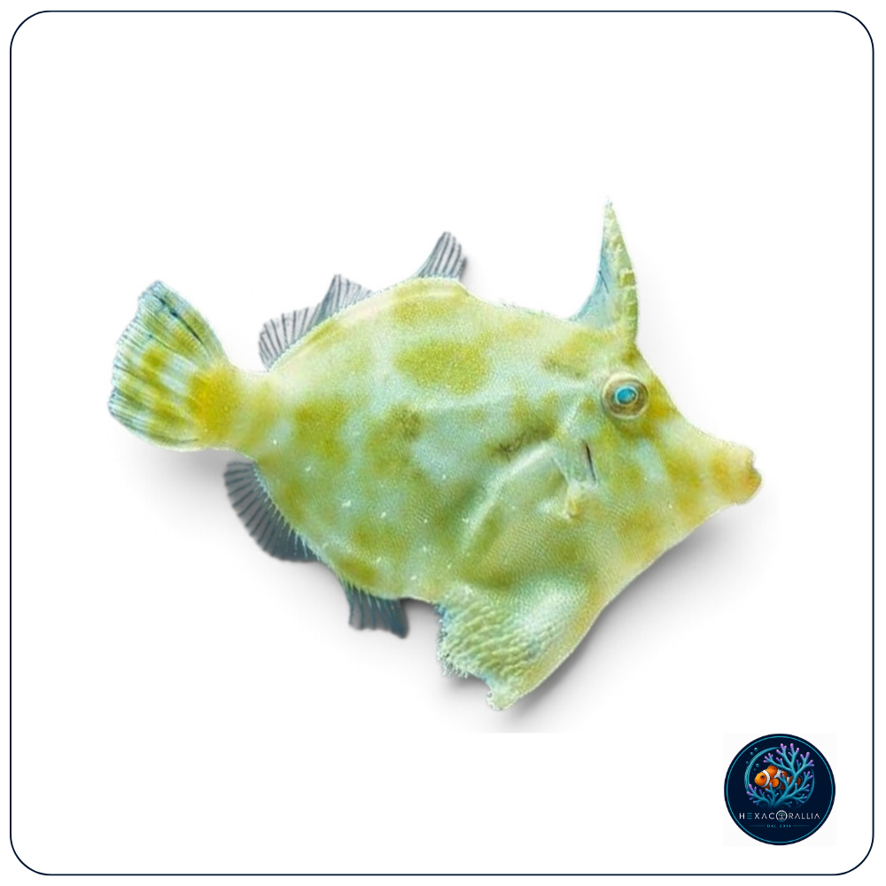 Acreichthys tomentosus