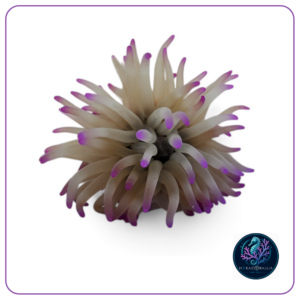 Condylactis gigantea pink tip