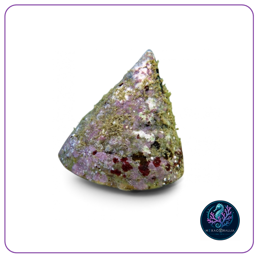 Tectus pyramis