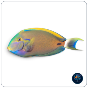 Acanthurus fowleri