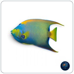 Holacanthus Ciliaris
