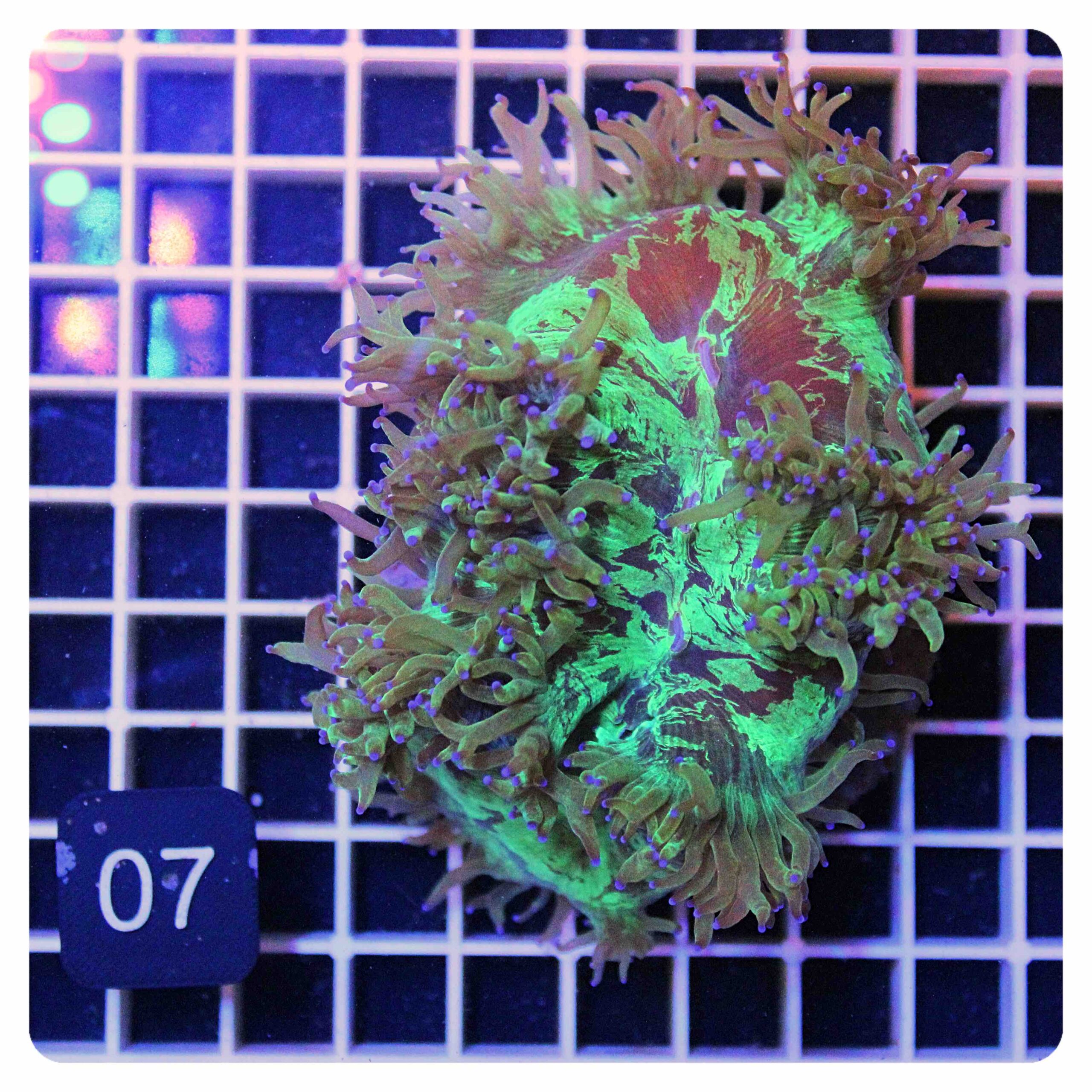 Catalaphyllia jardineii Catalaphyllia jardineii