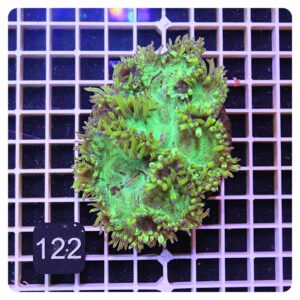 Catalaphyllia jardineii