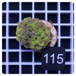 Euphyllia parancora