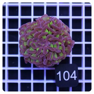 Euphyllia parancora