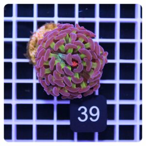 Euphyllia parancora