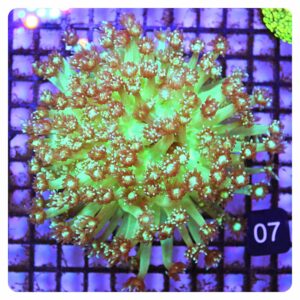goniopora