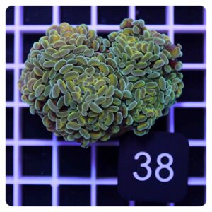 Euphyllia parancora 