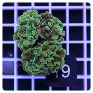 Euphyllia parancora 