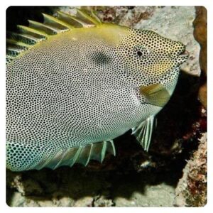 Siganus stellatus