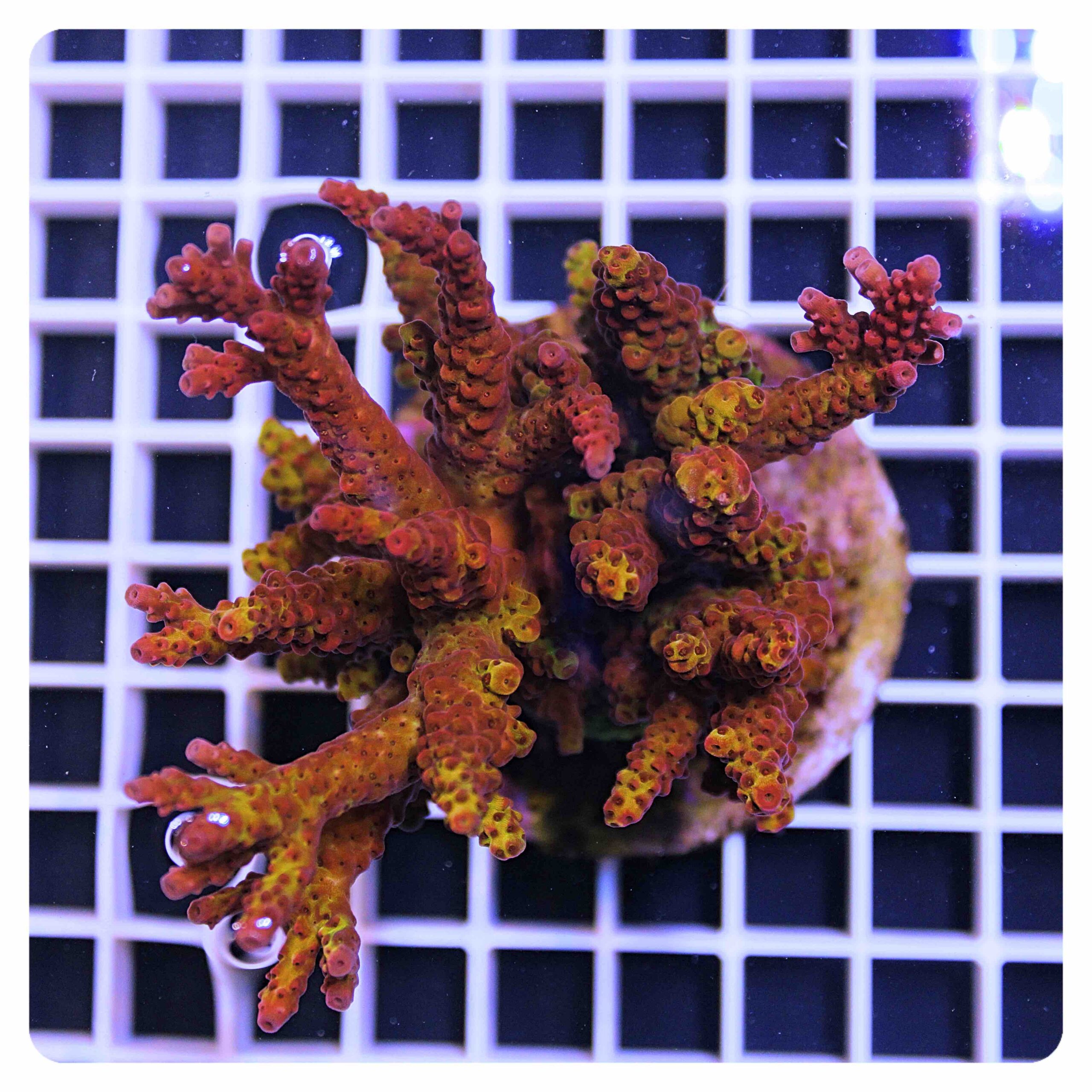 Acropora sp.