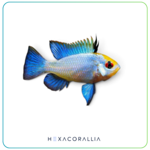 Mikrogeophagus ramirezi elettric blue