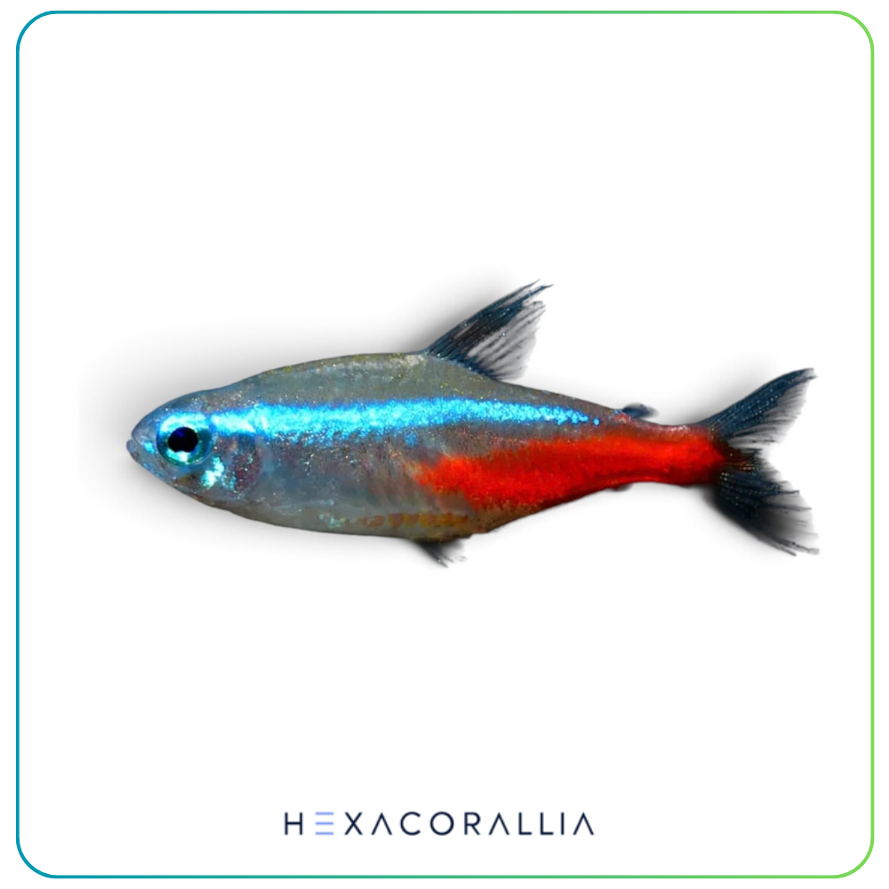 Paracheirodon innesi - Neon