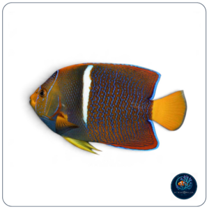 Holacanthus Passer