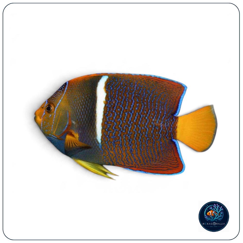 Holacanthus Passer