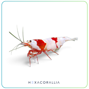 Neocaridina cantonensis Crystal Red