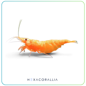 Neocaridina Orange sunkist
