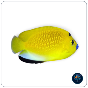 Apolemichthys trimaculatus