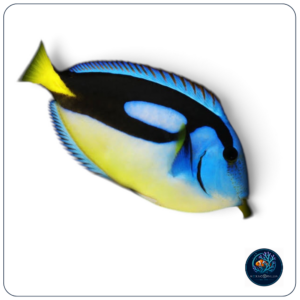 Paracanthurus hepatus pancia gialla