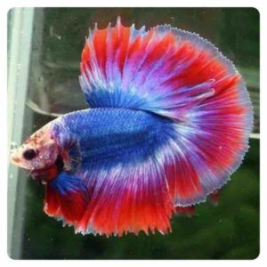 Betta Splendens Half Moon
