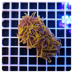 Euphyllia glabrescens
