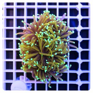 Euphyllia glabrescens