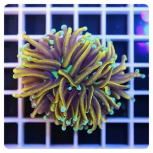 Euphyllia glabrescens