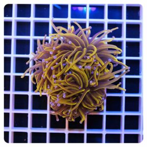 Euphyllia glabrescens