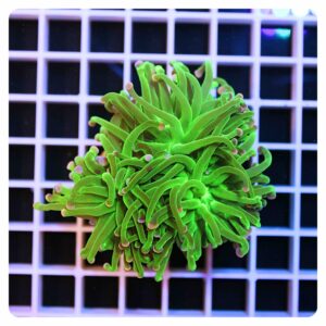 Euphyllia glabrescens
