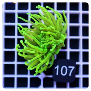 Euphyllia glabrescens