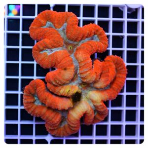 lobophyllia