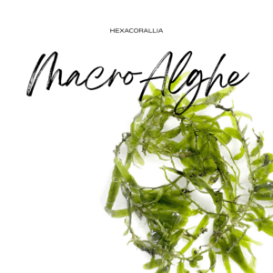 Macro alghe