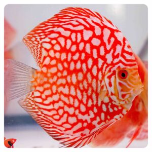Symphysodon Discus Checkerboard
