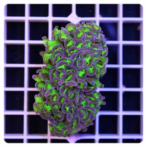 Euphyllia ancora