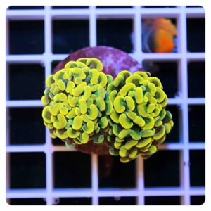 Euphyllia parancora