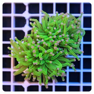 Euphyllia glabrescens