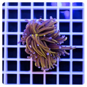 Euphyllia glabrescens