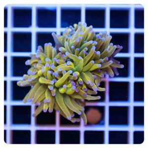 Euphyllia glabrescens
