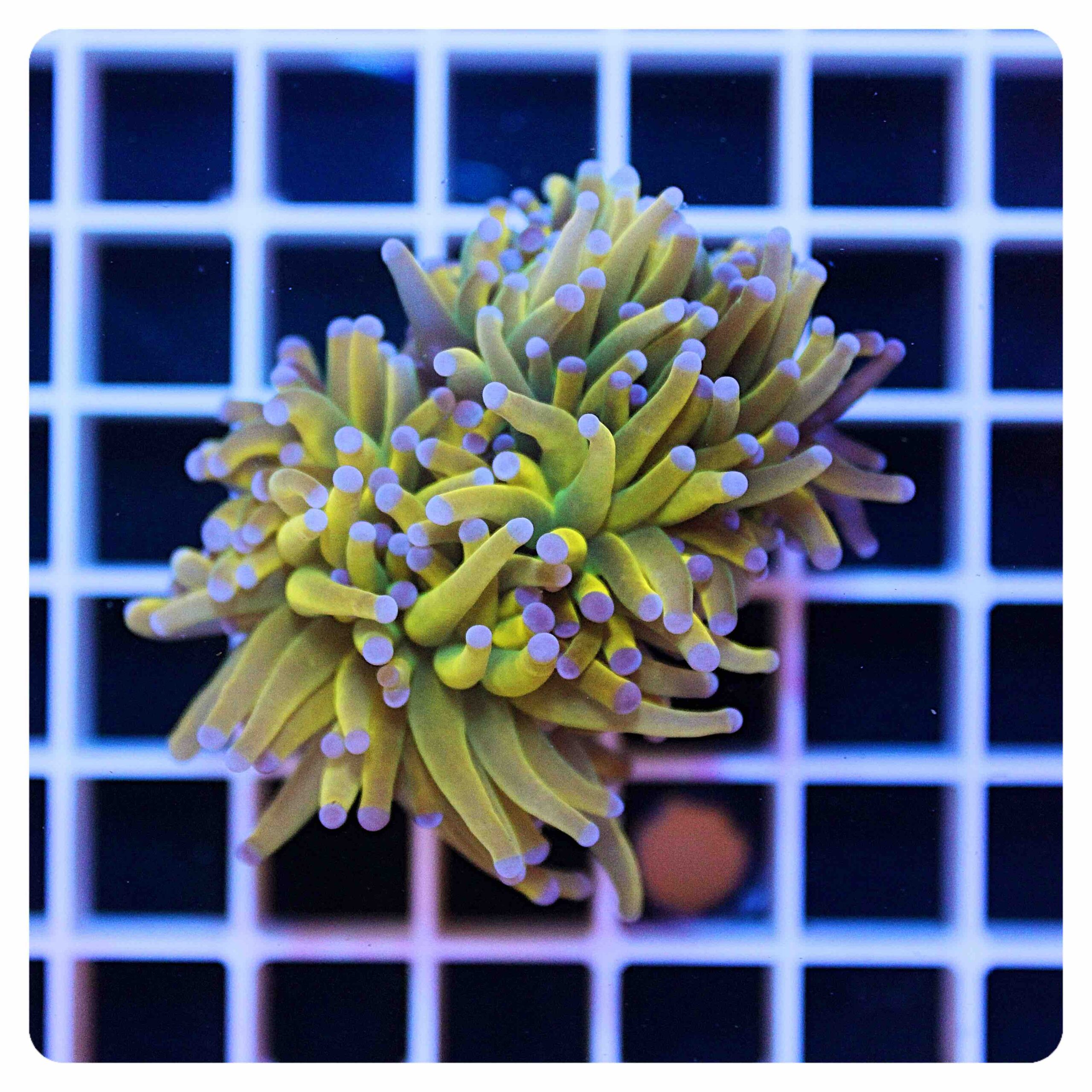 Euphyllia glabrescens
