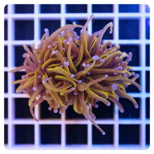 Euphyllia glabrescens