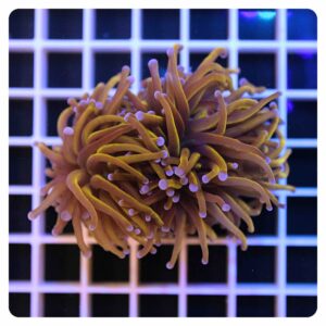 Euphyllia glabrescens
