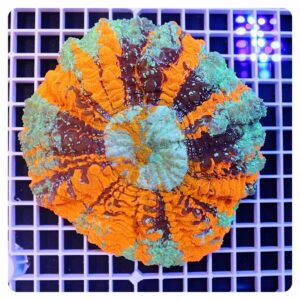 Acanthophyllia deshayesiana 