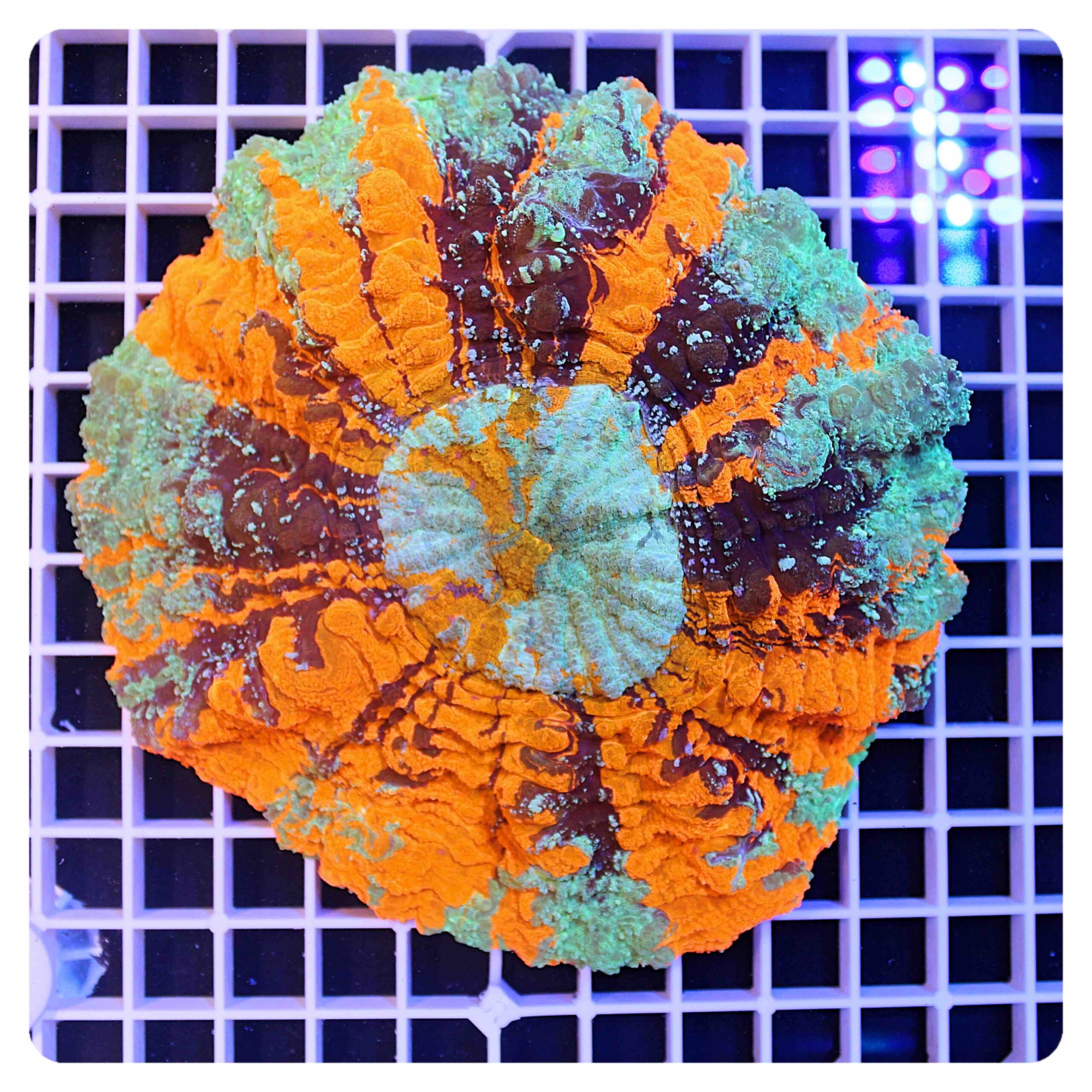 Acanthophyllia deshayesiana