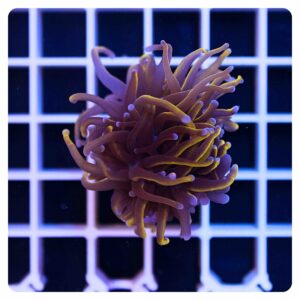 Euphyllia glabrescens