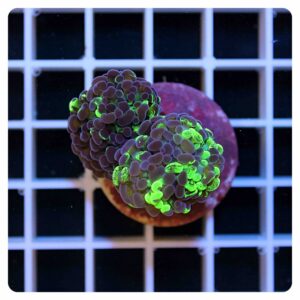 Euphyllia parancora