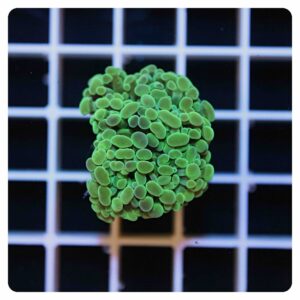 Euphyllia parancora