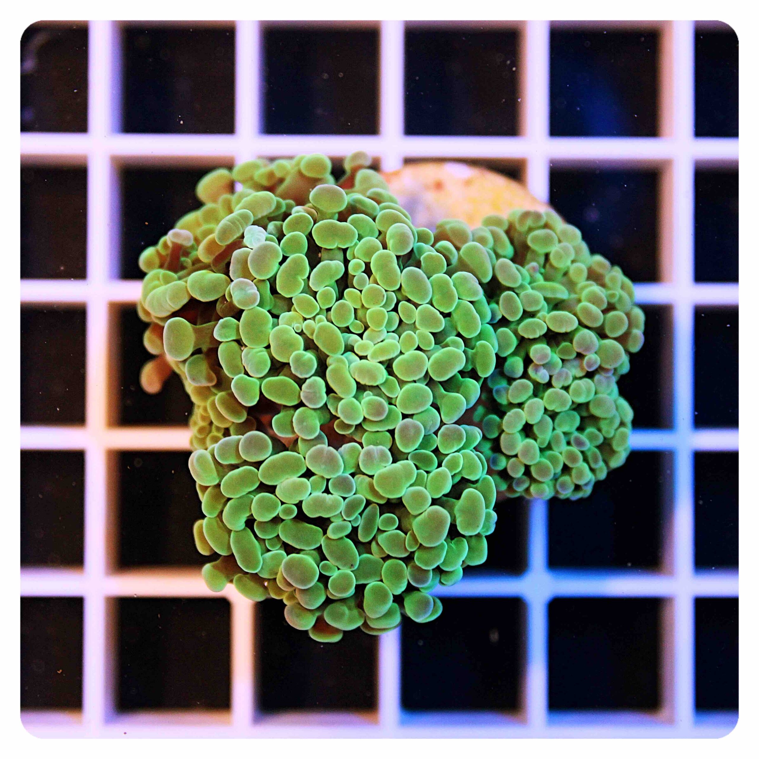 Euphyllia parancora